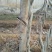 晚樱10cm