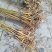 桑树50~60cm