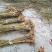 桑树50~60cm
