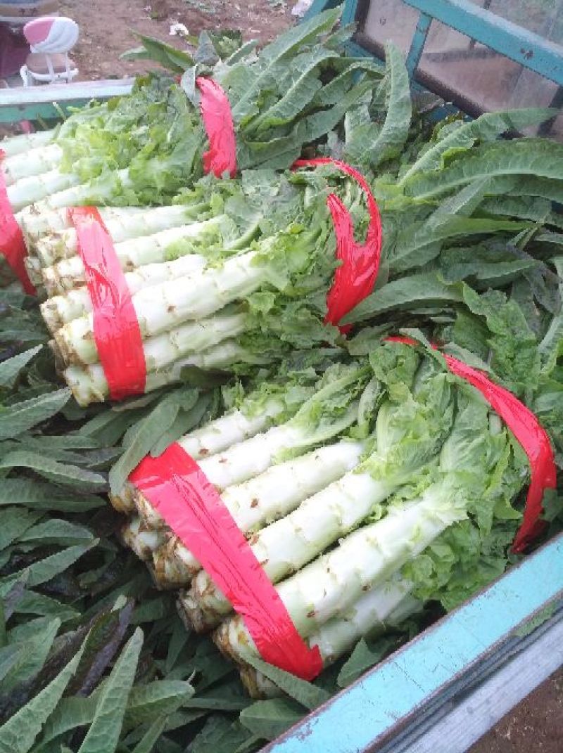 《红尖叶》莴苣质量保证货源充足！！