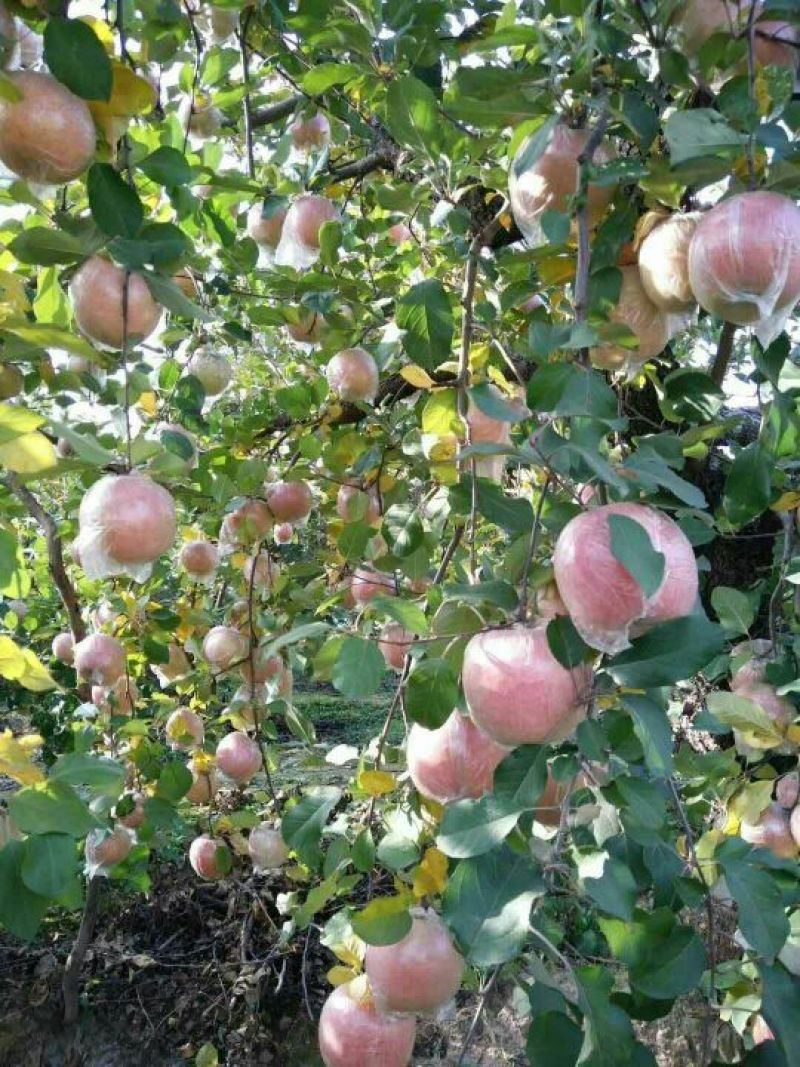 红富士苹果80mm以上膜袋