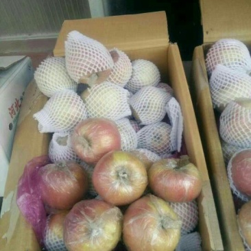 红富士苹果80mm以上膜袋