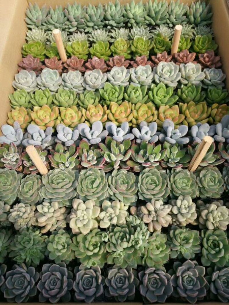 多肉植物含盆