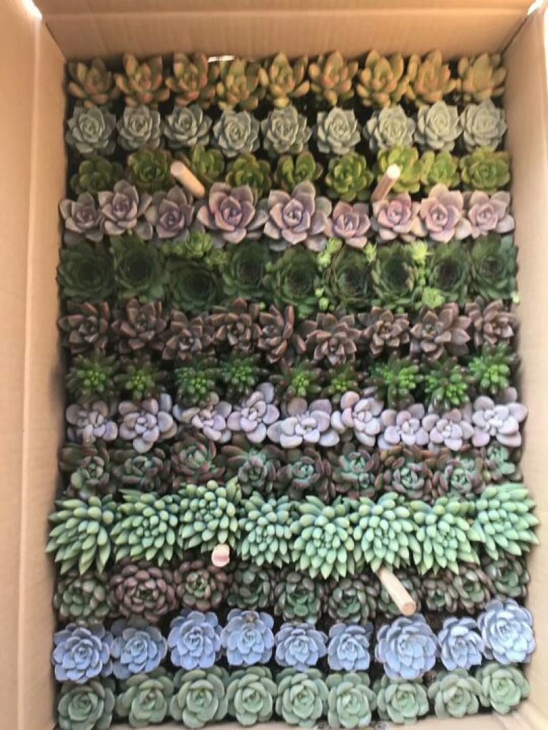 多肉植物含盆