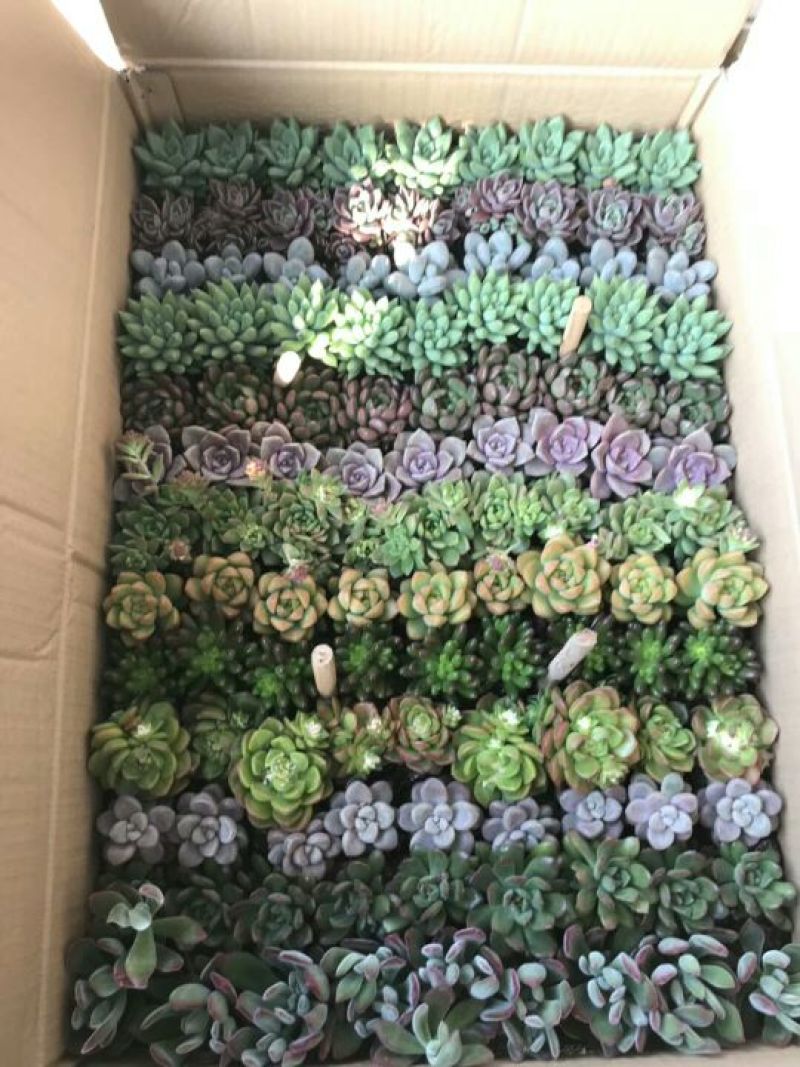 多肉植物含盆