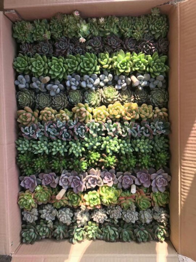 多肉植物含盆