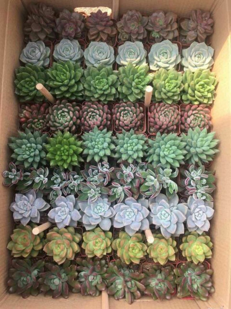 多肉植物含盆