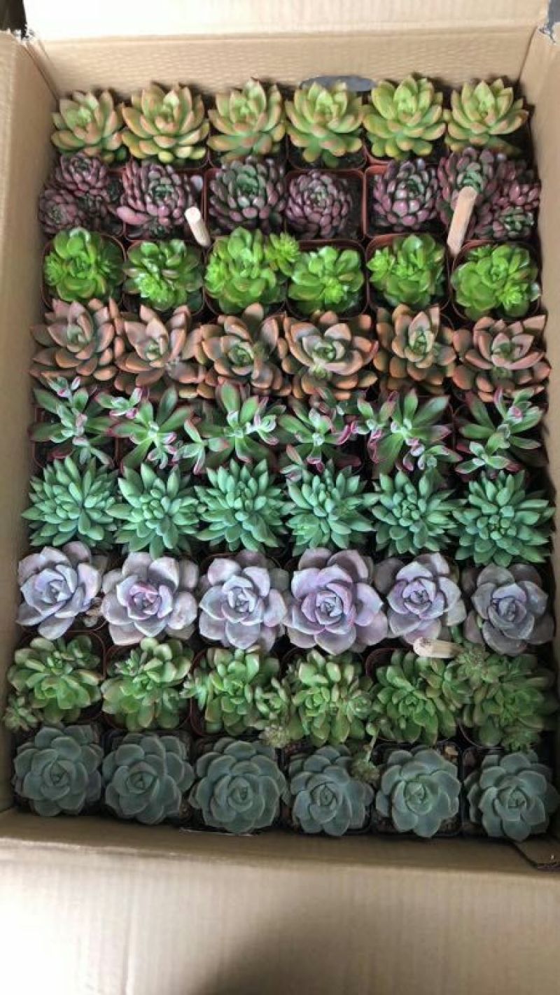 多肉植物含盆