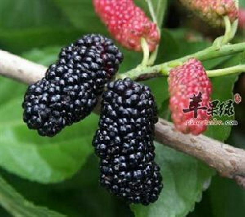 桑葚干中货