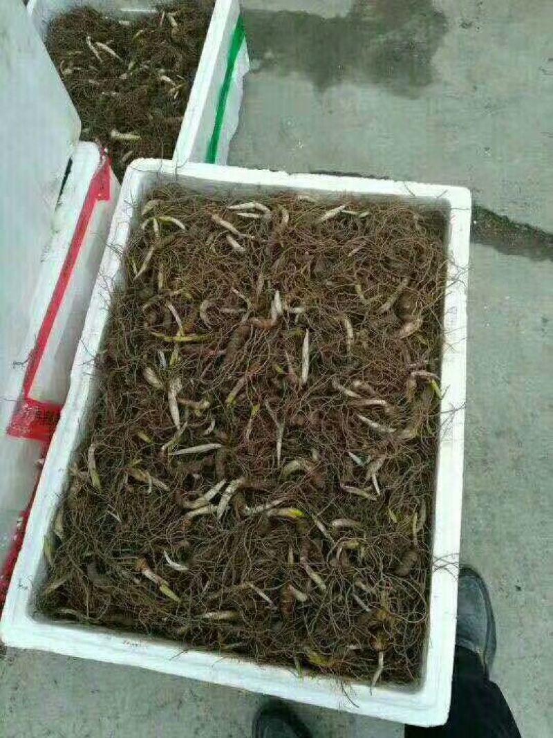 七叶一支花统货
