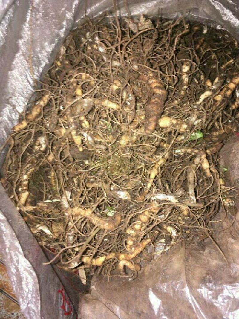 七叶一支花统货