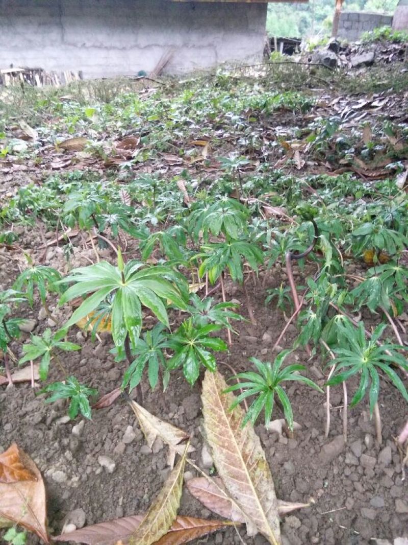七叶一支花统货