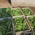 燕白黄瓜开售干花带刺潼南基地直供