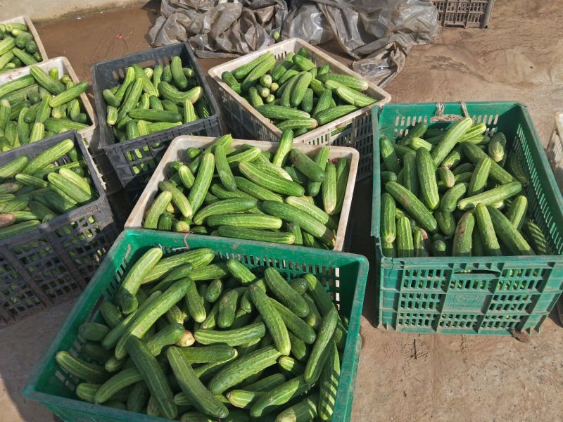 燕白黄瓜开售干花带刺潼南基地直供