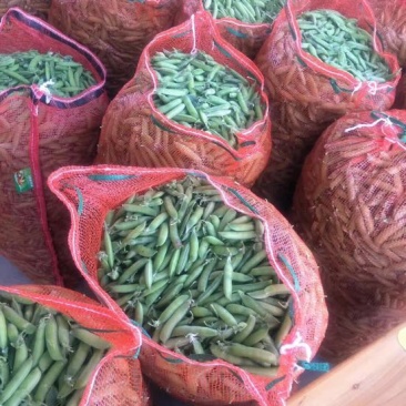 豌豆荚7~8cm饱满