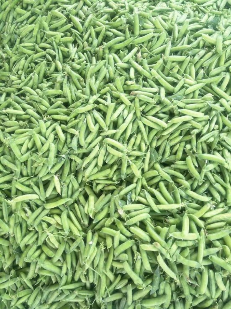 豌豆荚7~8cm饱满