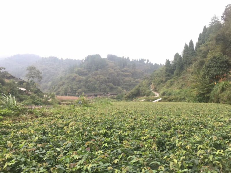 预知子