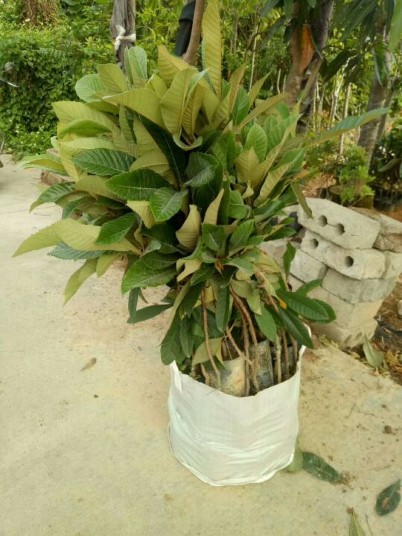 枇杷树苗早钟6号枇杷苗50-80cm杯苗
