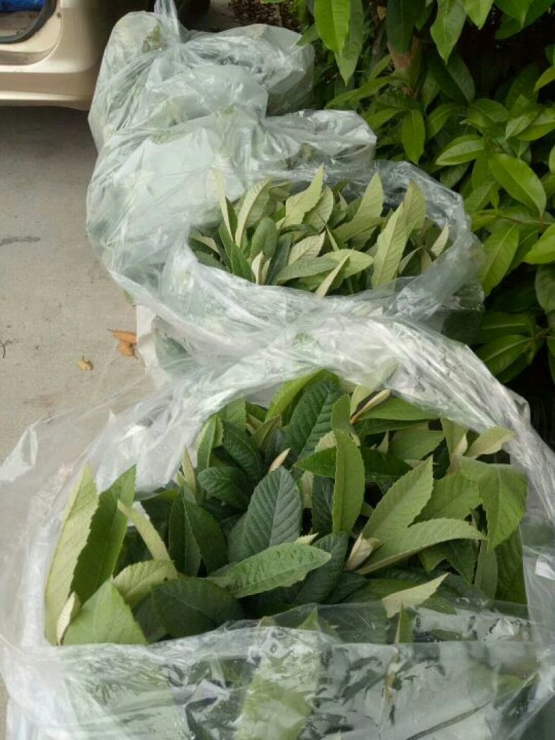 枇杷树苗早钟6号枇杷苗50-80cm杯苗