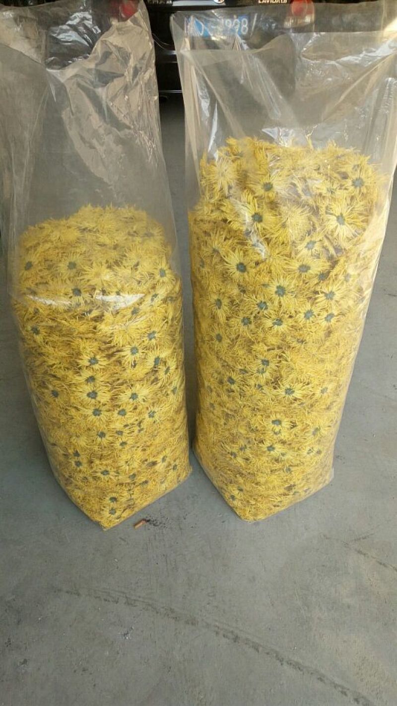 黄山高山金丝皇菊