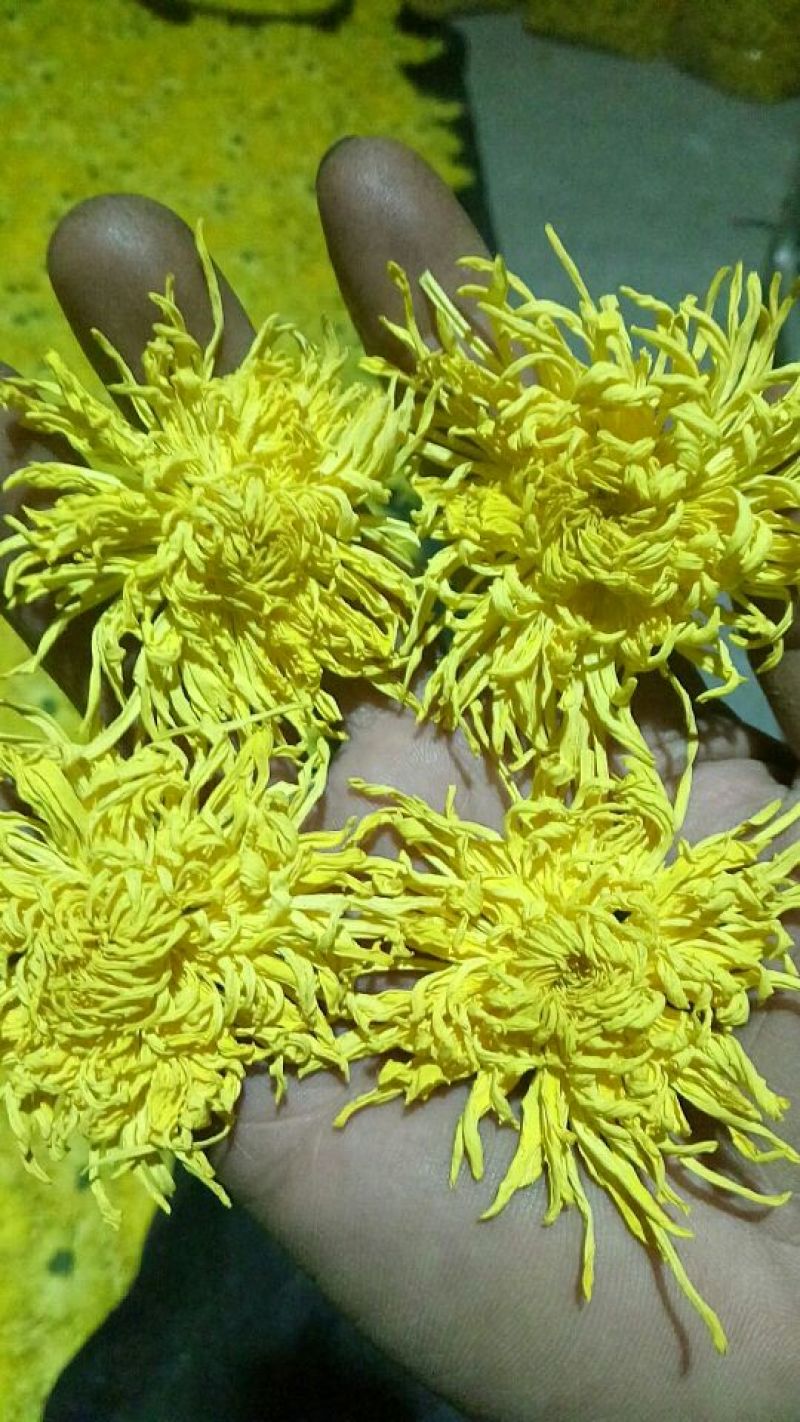 黄山高山金丝皇菊