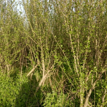 木槿4~6cm4~6cm1.5~2米