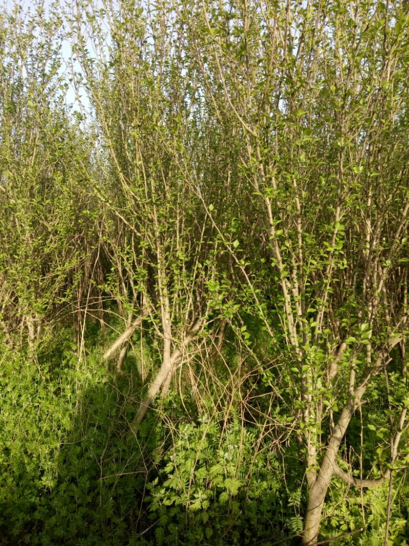 木槿4~6cm4~6cm1.5~2米