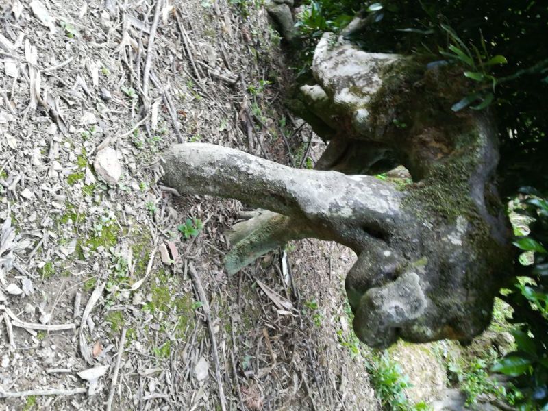 金弹子树桩