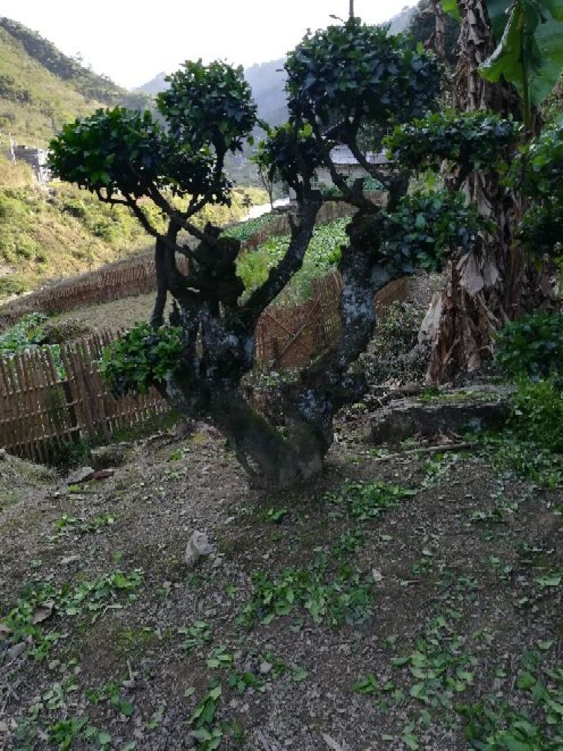 金弹子树桩