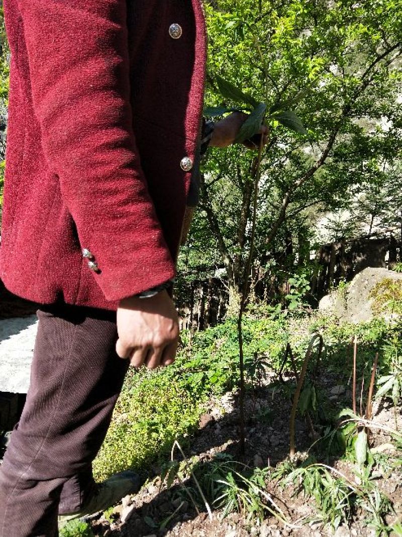 重楼选个鲜货