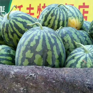 冠龙西瓜8斤打底9成熟1茬