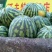 冠龙西瓜8斤打底9成熟1茬