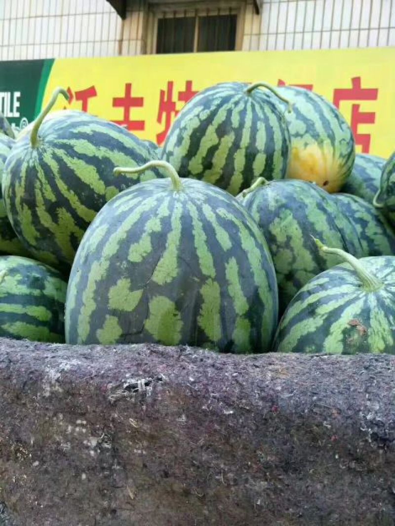 冠龙西瓜8斤打底9成熟1茬