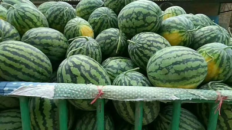 冠龙西瓜8斤打底9成熟1茬