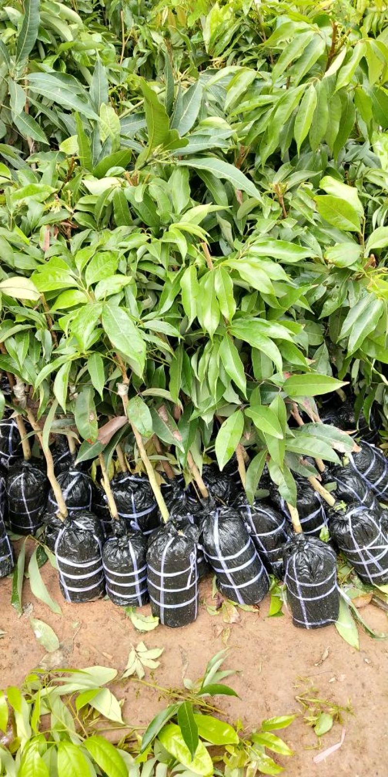 妃子笑荔枝苗20~30cm