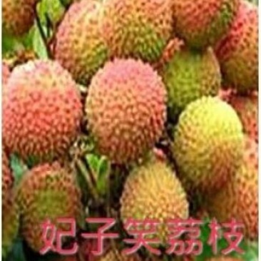 妃子笑荔枝苗20~30cm