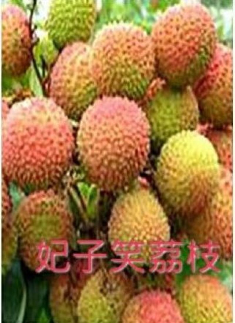 妃子笑荔枝苗20~30cm