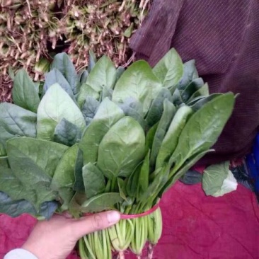黑叶菠菜20~25厘米