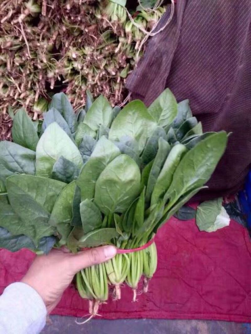 黑叶菠菜20~25厘米
