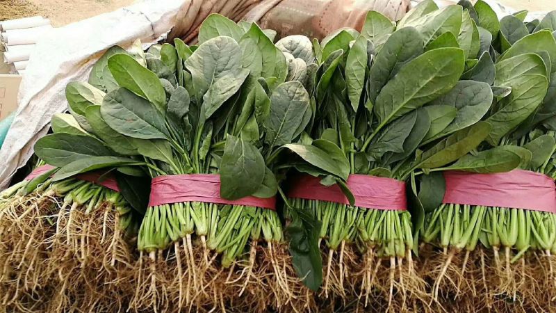 黑叶菠菜20~25厘米