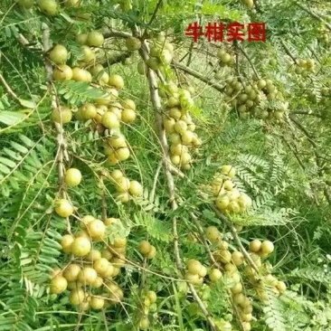 余甘果苗