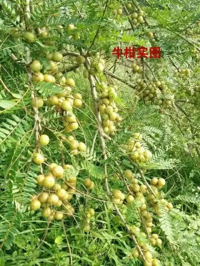 余甘果苗