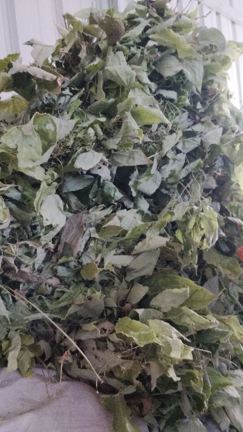 淫羊藿不带头统