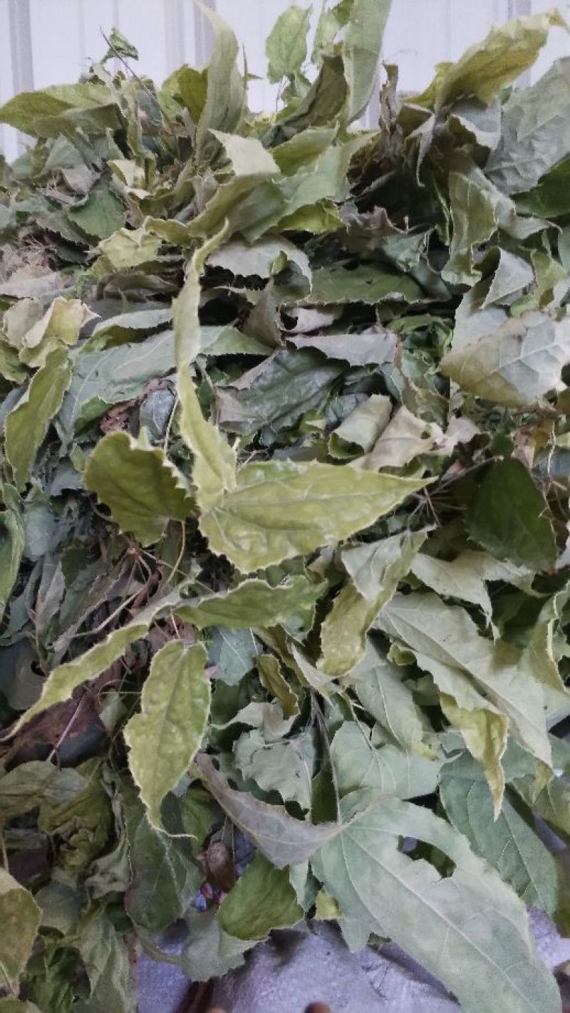 淫羊藿不带头统