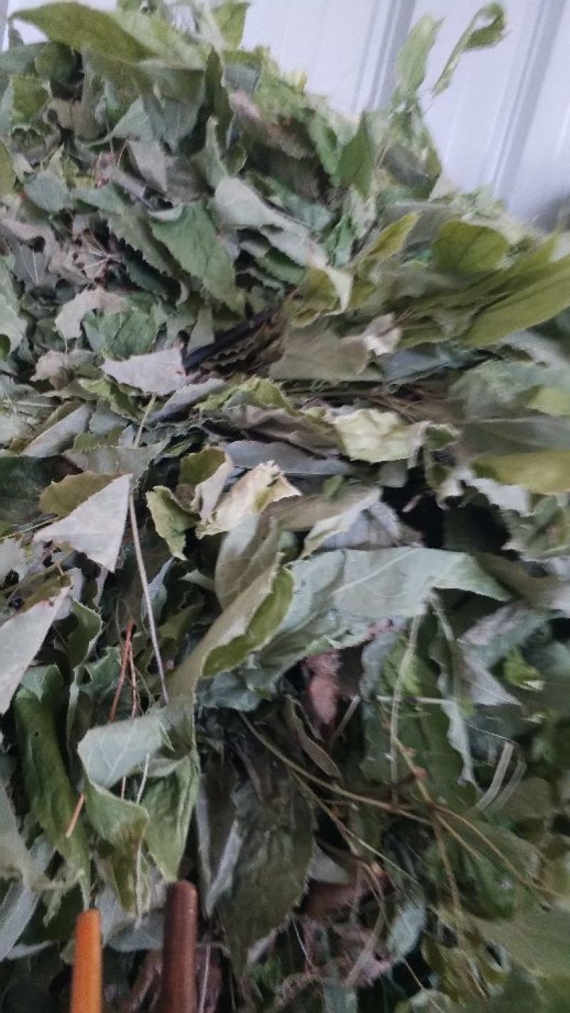 淫羊藿不带头统