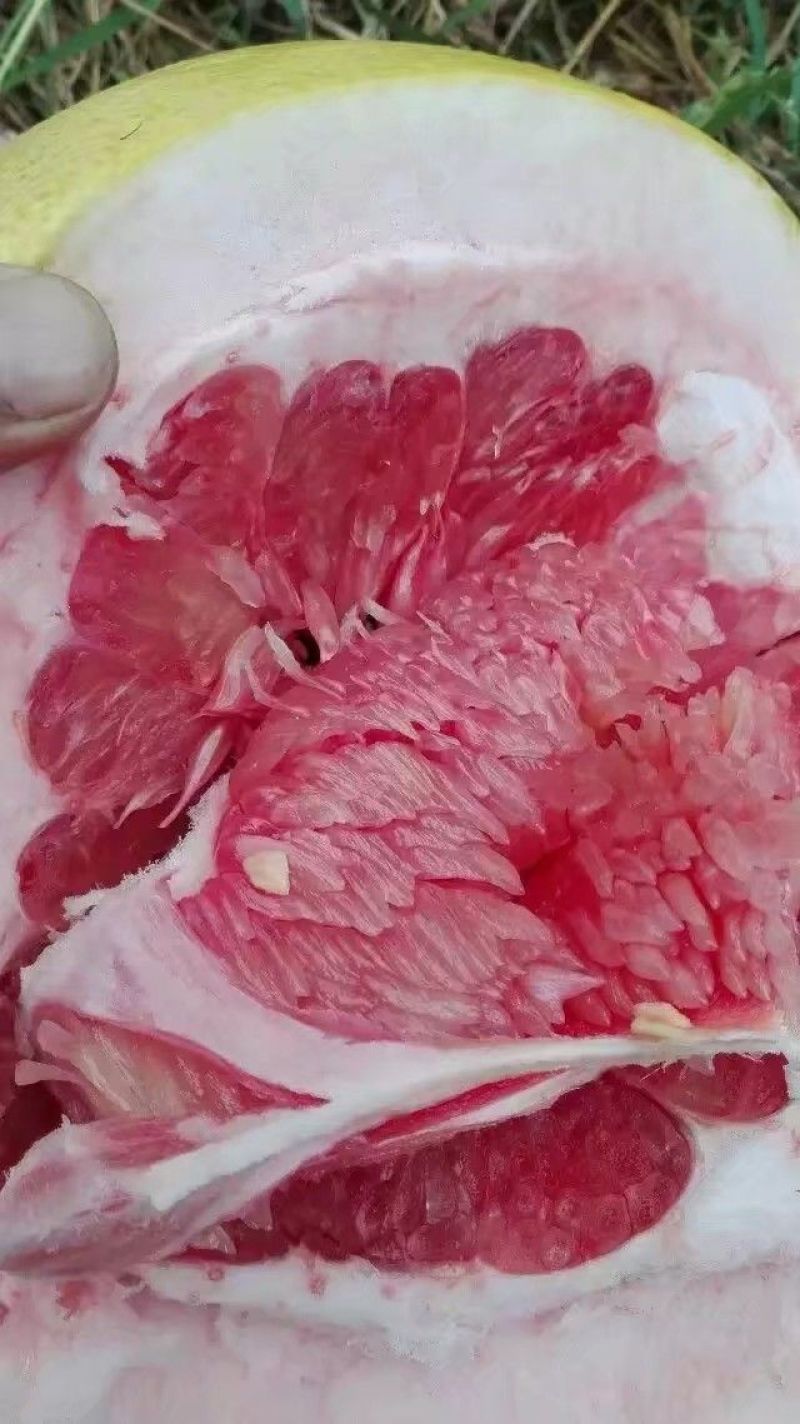三红蜜柚苗1cm以上0.5~0.8m