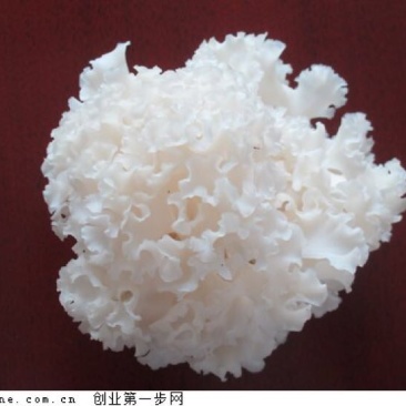绣球菌