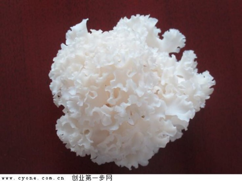 绣球菌