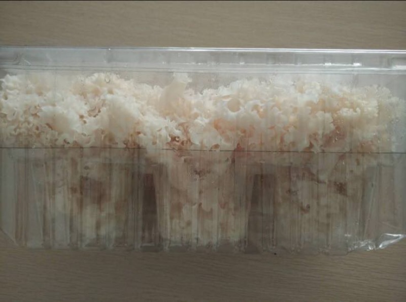 绣球菌