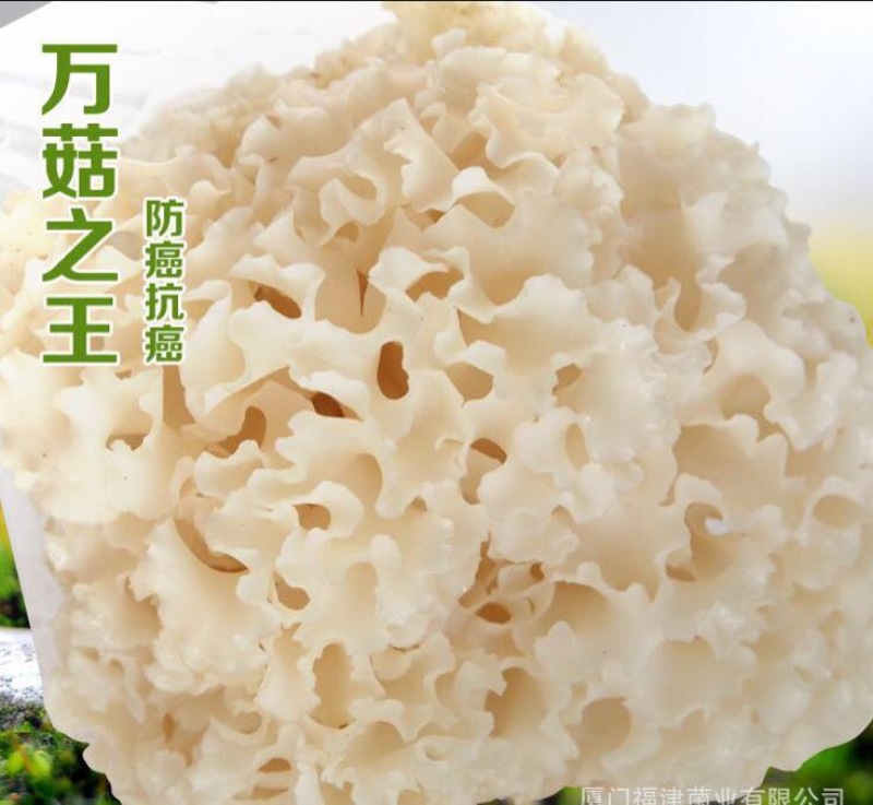 绣球菌